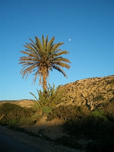 Landscape sea coast tree Photo