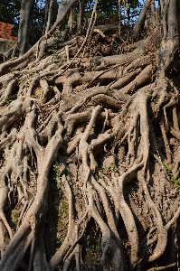 Photo Arbre nature forêt bifurquer