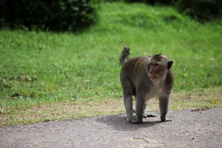 Forest wildlife zoo young Photo