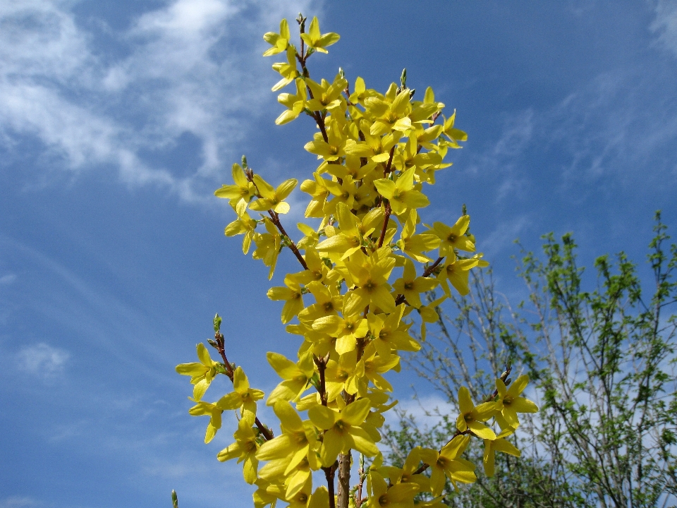 árbol naturaleza rama florecer