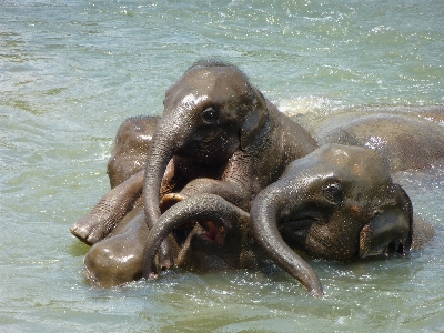 Photo Eau animal faune mammifère