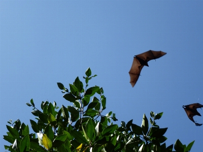 ブランチ 鳥 空 葉 写真