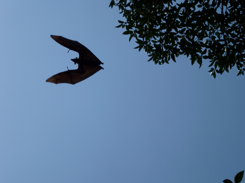 Vogel flügel himmel fliege