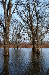 Tree water nature forest Photo