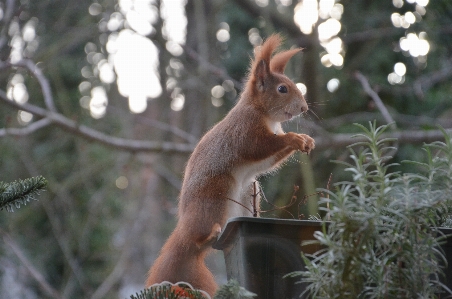 Foto Natura ramo carino animali selvatici