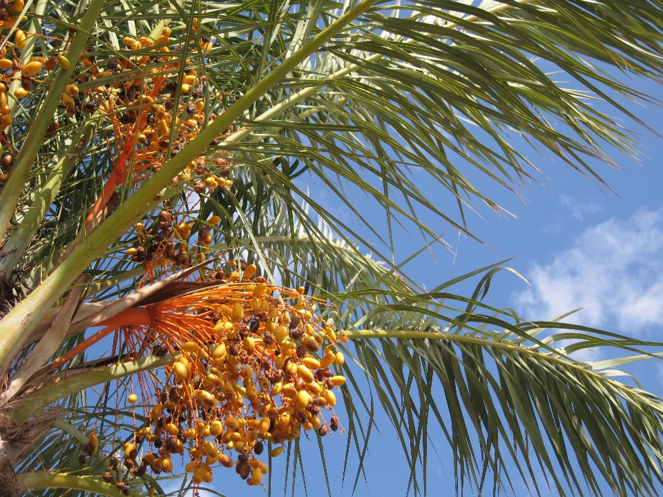 árbol naturaleza rama planta