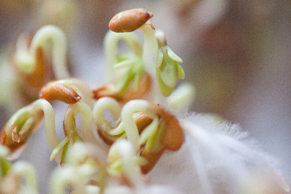 Fleurir usine blanc la photographie