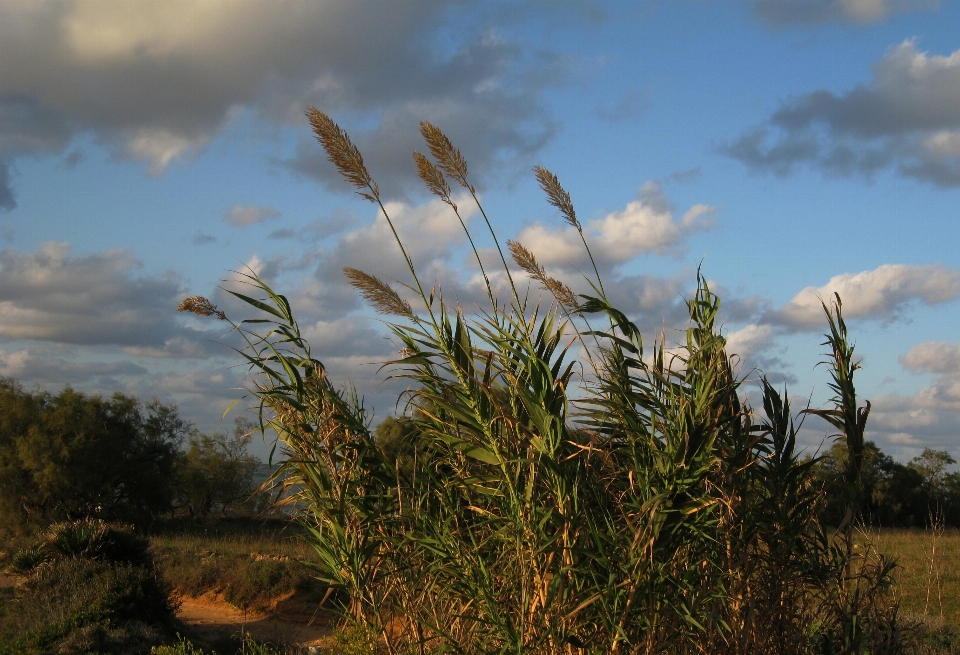 Landschaft baum natur gras