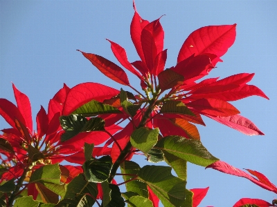 Tree blossom plant leaf Photo