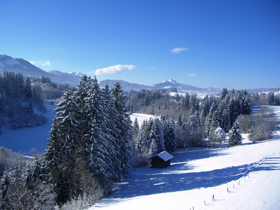 árvore montanha neve inverno