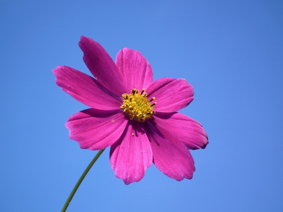 Blossom plant sky cosmos