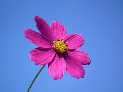 Blossom plant sky cosmos Photo