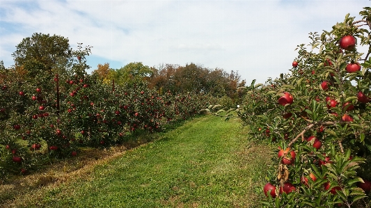 Foto Apple árvore crescimento plantar