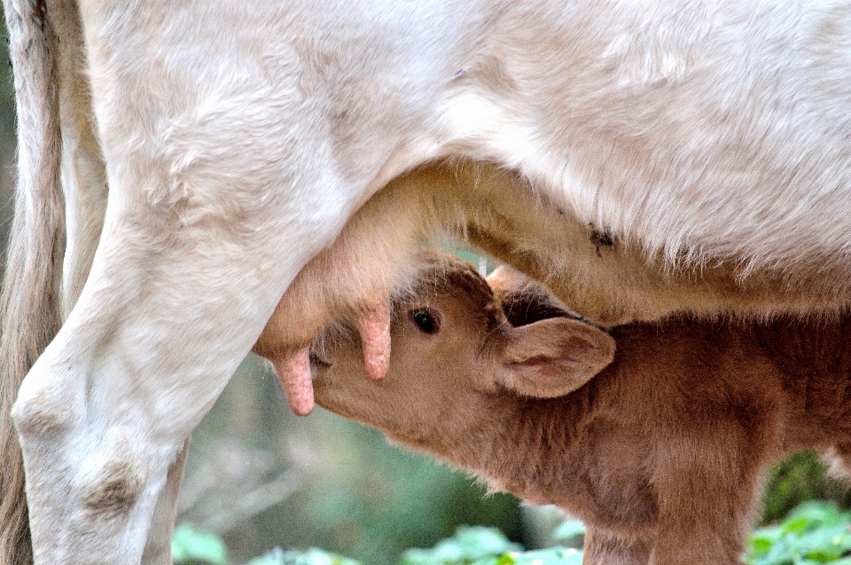 Animali selvatici capra mucca mammifero