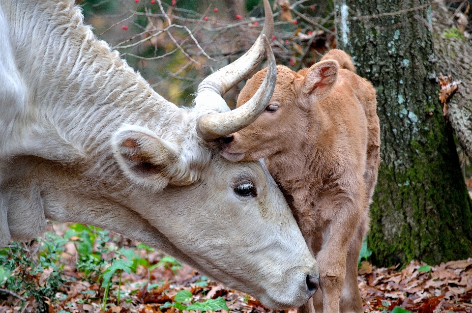 Nature faune cerf zoo