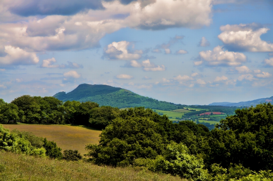 Landscape tree nature forest