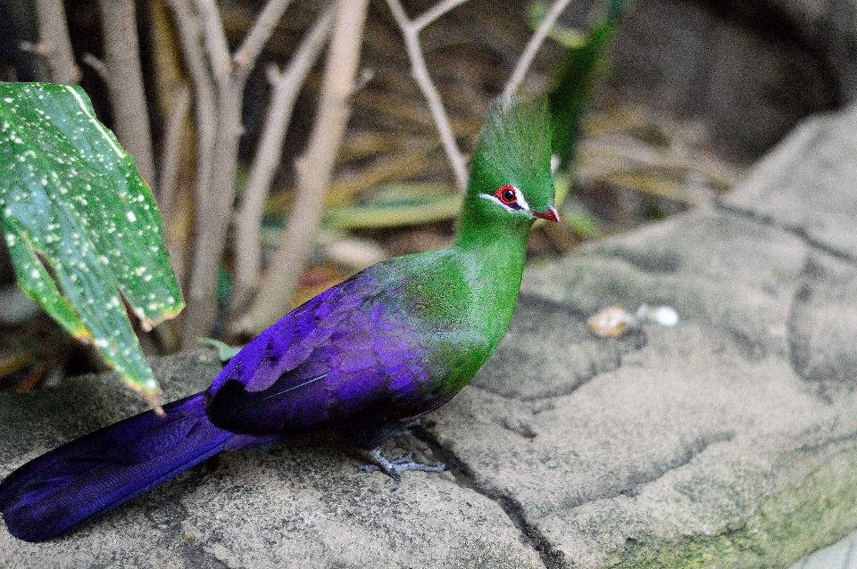 Natura all'aperto selvaggia
 uccello