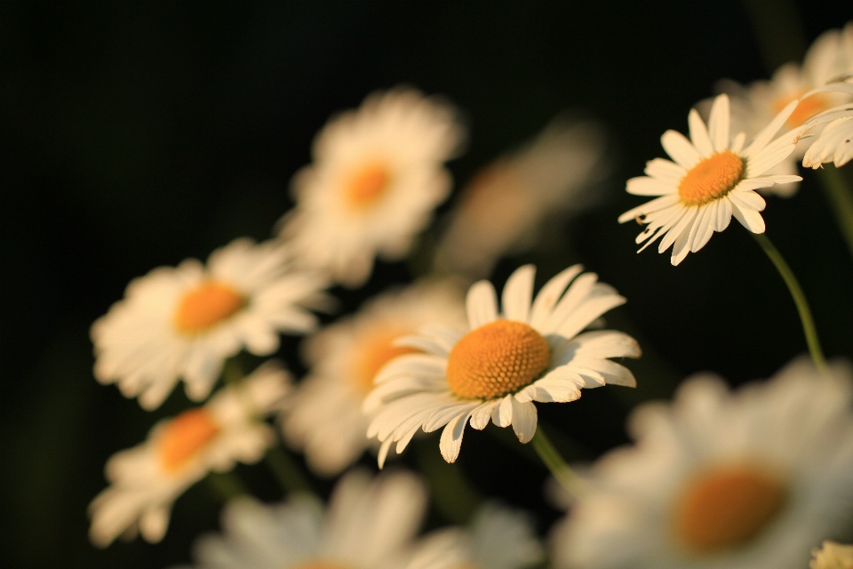 Nature branch blossom light