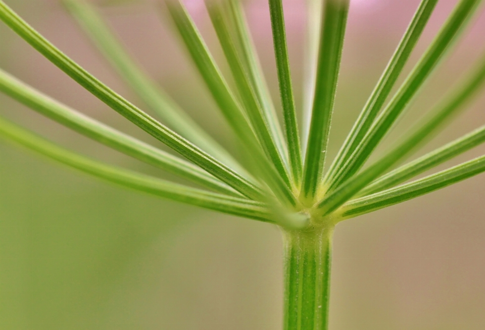 Screen tree nature grass