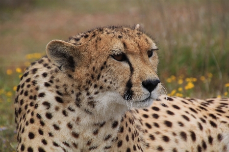 Adventure animal wildlife fur Photo