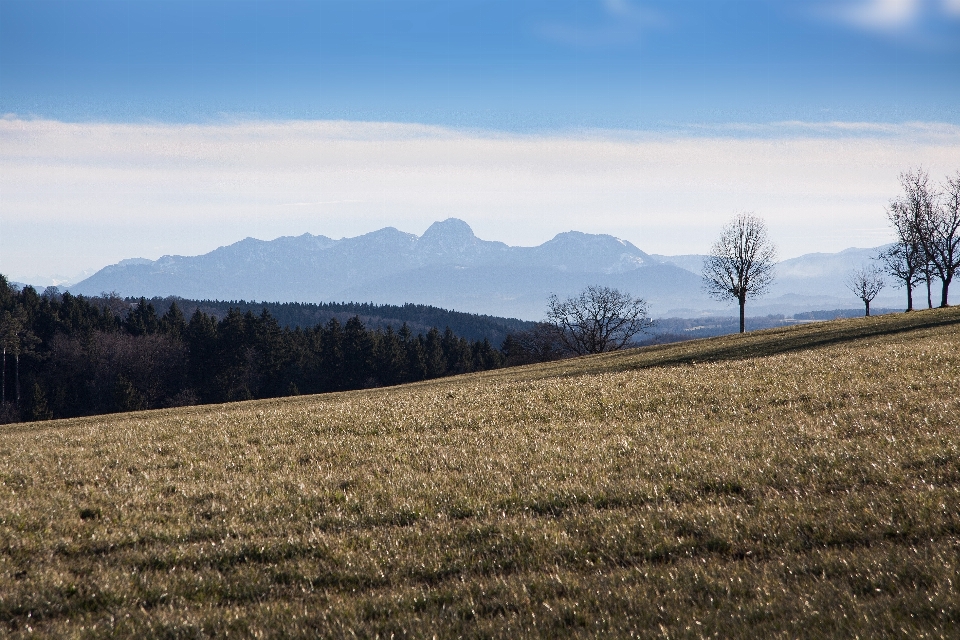 Landschaft baum natur wald