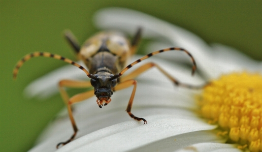 Foto Mekar fotografi daun bunga