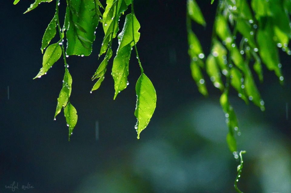 Tree water nature grass