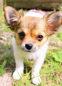 Hair puppy dog animal Photo