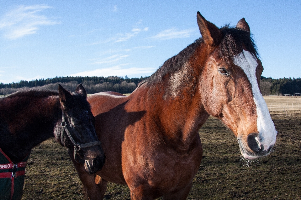 Sport pâturage
 cheval brun