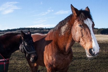 Foto Deporte pastar
 caballo marrón