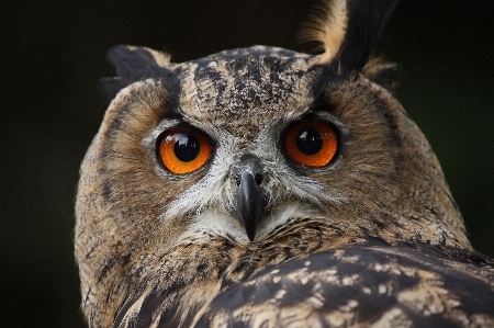 Foto Burung sayap satwa margasatwa