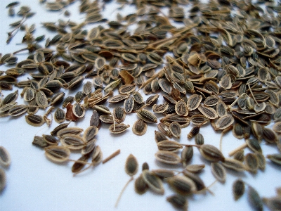 植物 葉 花 食べ物 写真