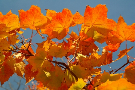 Tree nature branch plant Photo