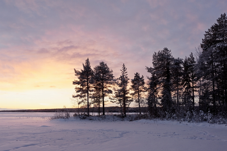 Landschaft baum natur schnee