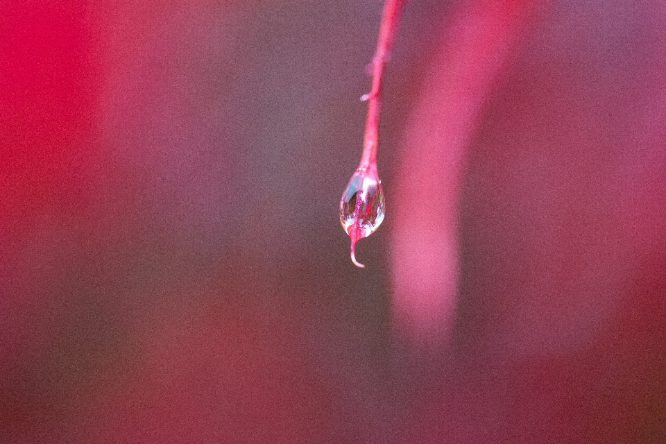 Gota rocío difuminar fotografía