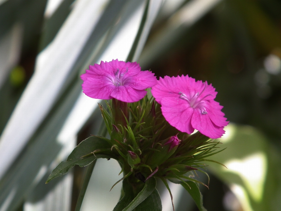 Nature blossom plant flower