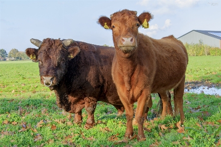 Nature grass field farm Photo