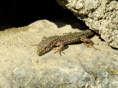 自然 rock 結石 野生動物 写真