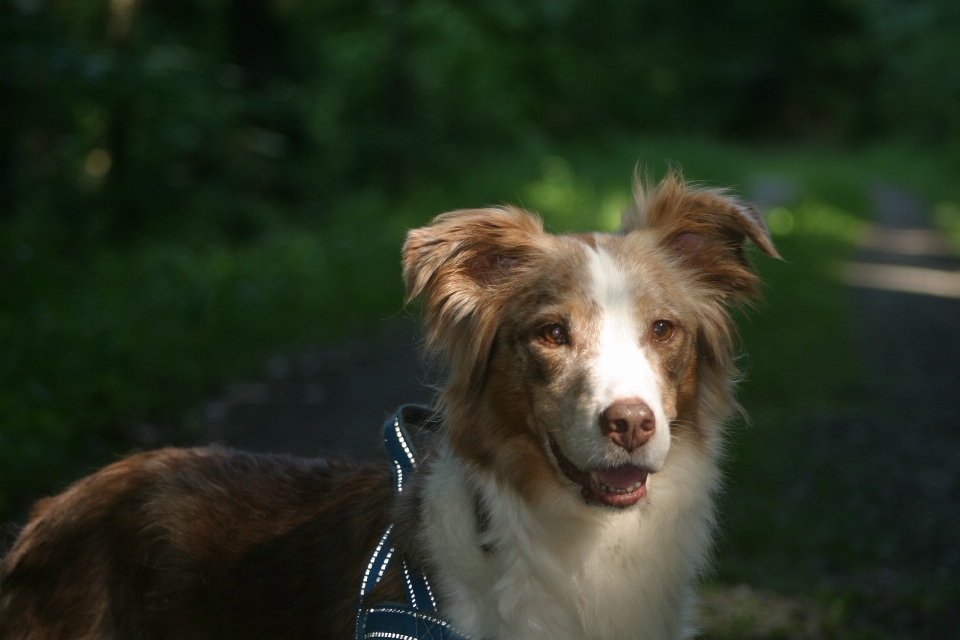 Perro collie
 mascota retrato