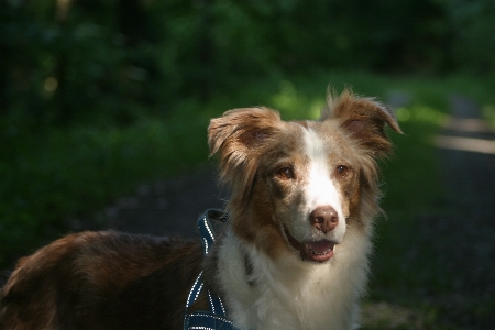 Foto Anjing collie
 peliharaan potret