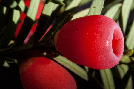 Foto Pianta foglia fiore petalo