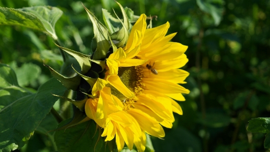 Nature plant sun field Photo