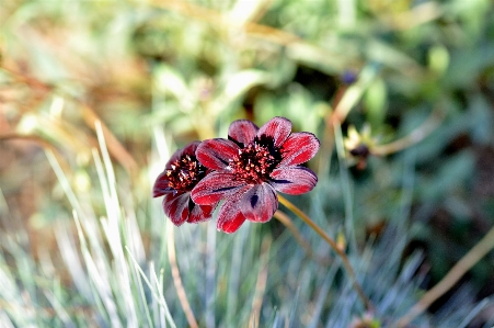 Nature grass blossom plant Photo