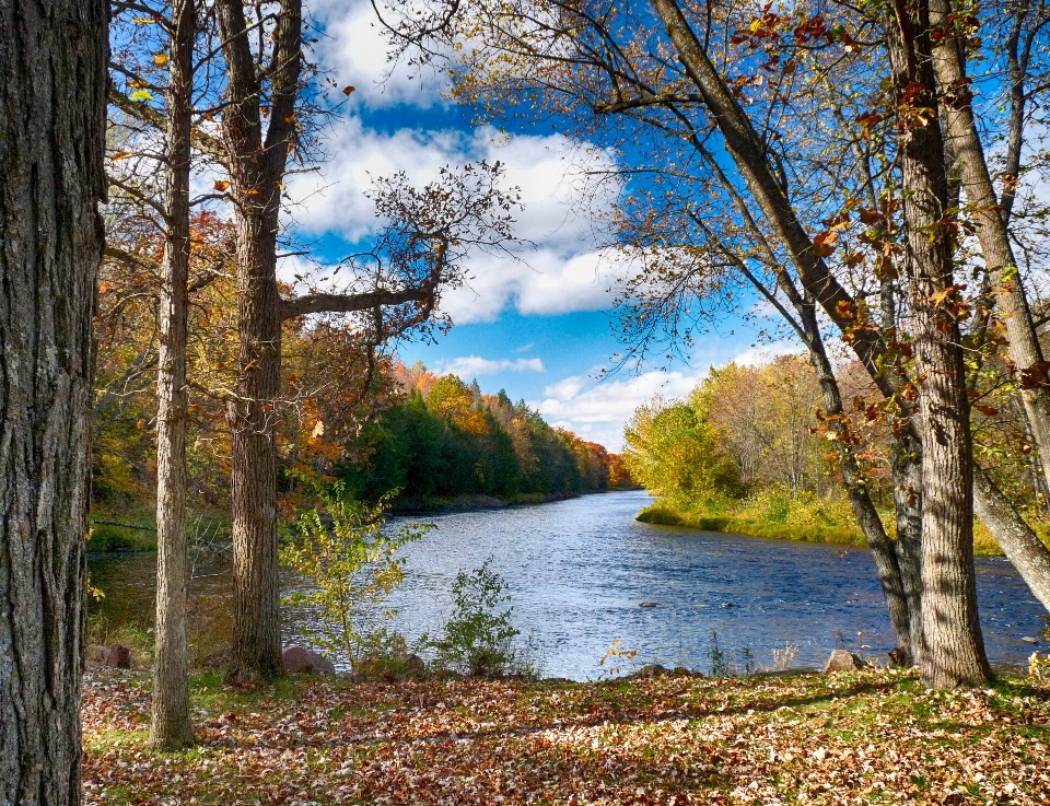 пейзаж дерево вода природа