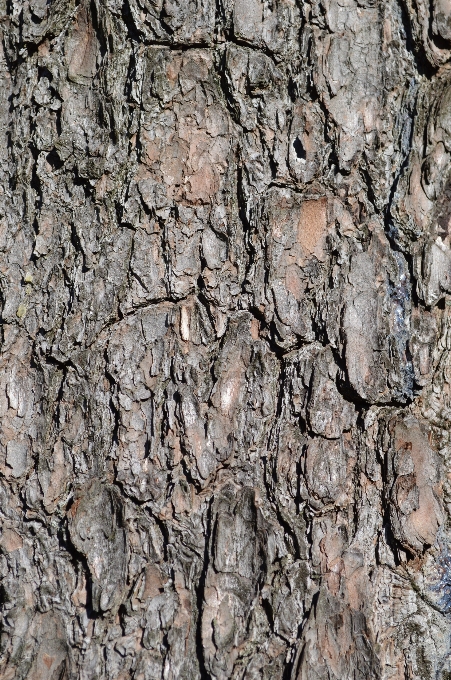 Baum natur wald zweig