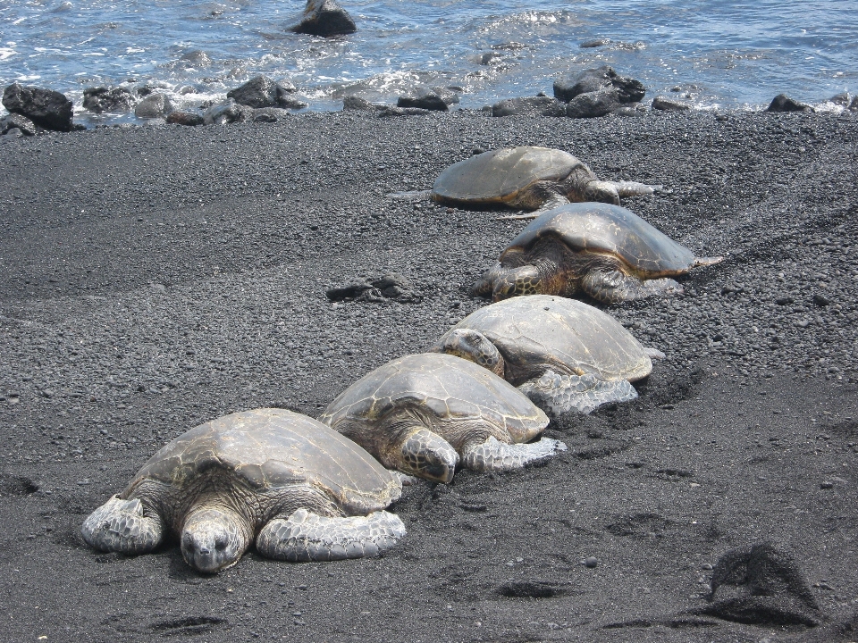 海 海岸 rock 野生動物