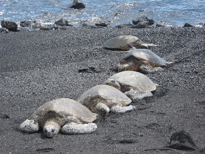 Sea coast rock wildlife Photo