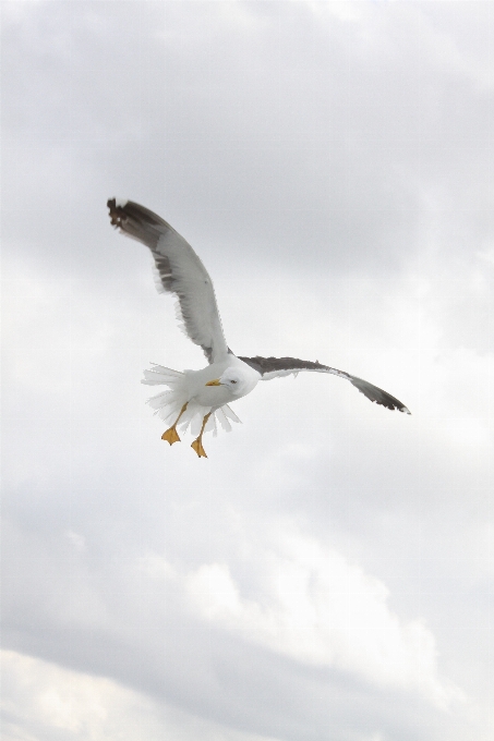 Natur vogel flügel seevogel
