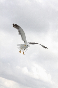 Nature bird wing seabird Photo