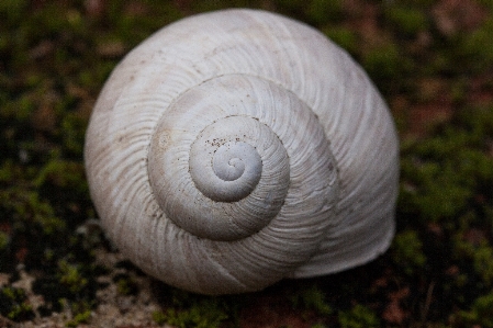 Foto Natura spirale vecchio muschio
